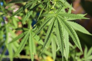 Close-up picture of cannabis leaves.